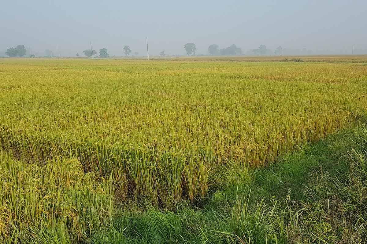 Farmland with rice paddies
