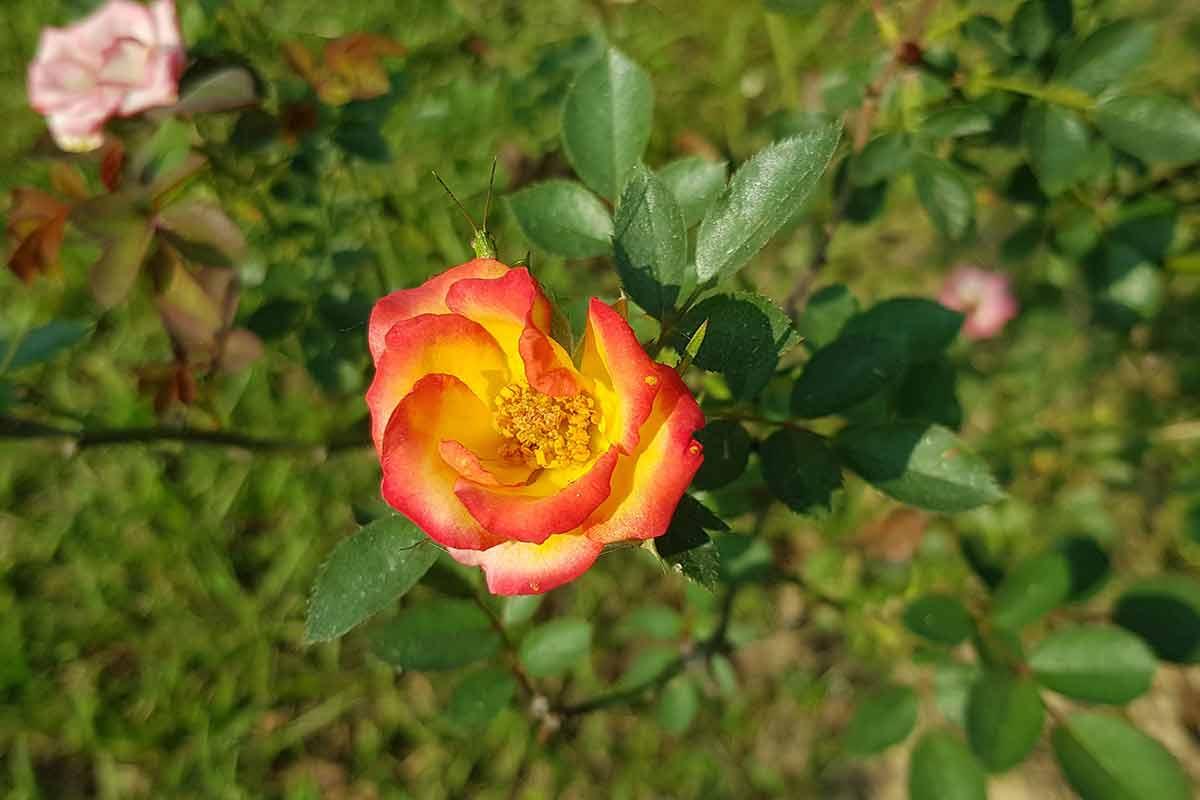 Rare Rose